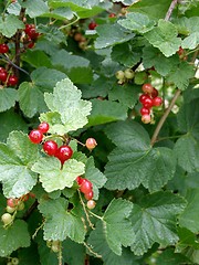 Image showing currant