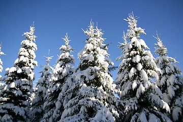 Image showing Winter forest