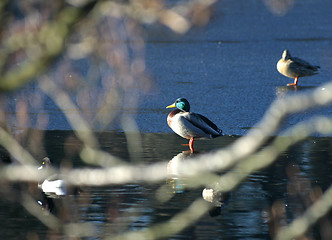 Image showing Ducks on ice