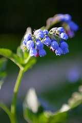 Image showing Bright-Blue Campanulas