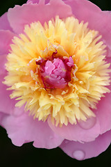 Image showing Peony