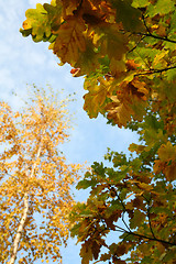 Image showing autumn leafes