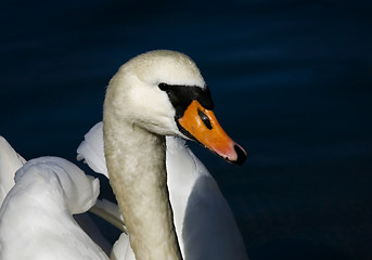 Image showing white swan