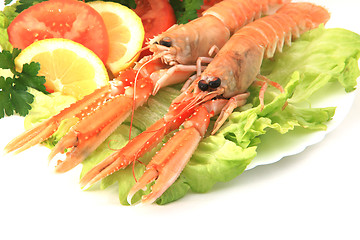 Image showing Norway lobster