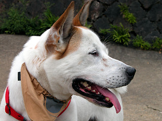 Image showing Dog Profile