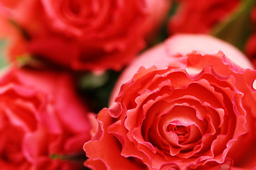 Image showing background of roses