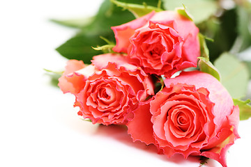 Image showing roses