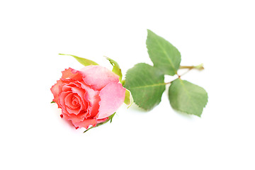 Image showing rose
