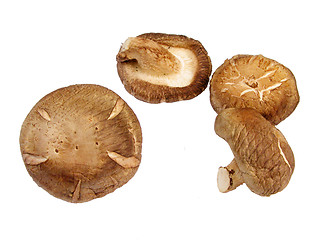 Image showing Mushrooms-design element