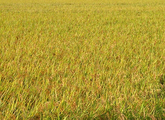 Image showing Rice filed texture