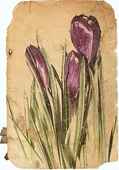 Image showing crocus