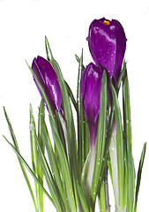 Image showing crocus