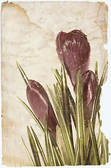 Image showing crocus