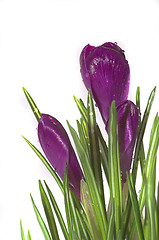 Image showing crocus