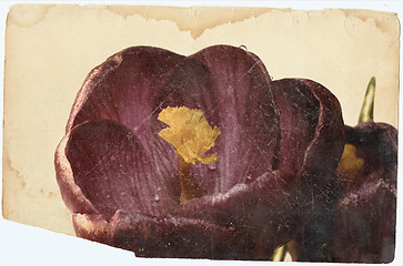 Image showing crocus