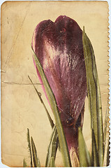 Image showing crocus