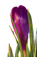 Image showing crocus