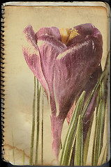 Image showing crocus