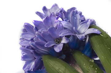 Image showing hyacinth 