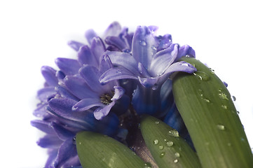 Image showing hyacinth 