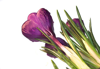 Image showing crocus