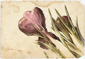 Image showing crocus