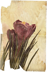 Image showing crocus