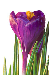 Image showing crocus