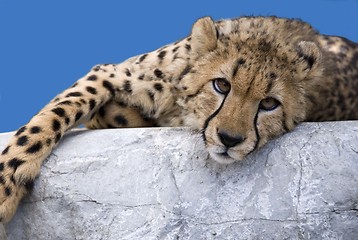 Image showing Cheetah