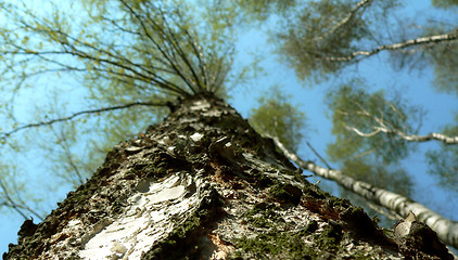 Image showing BIRCH-TREE