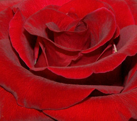 Image showing red rose