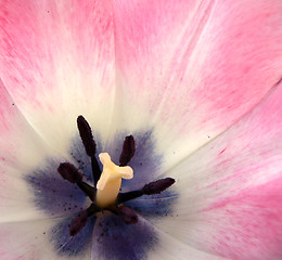 Image showing tulip