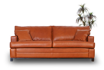 Image showing Brown leather sofa with small palm tree