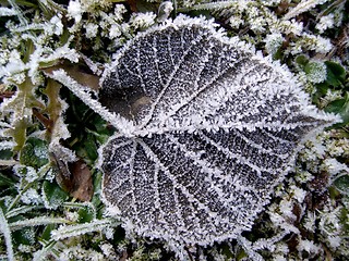 Image showing leaf