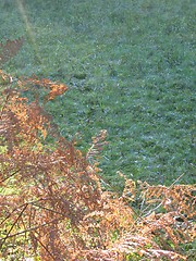 Image showing fern grass