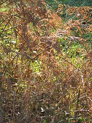 Image showing autumn fern