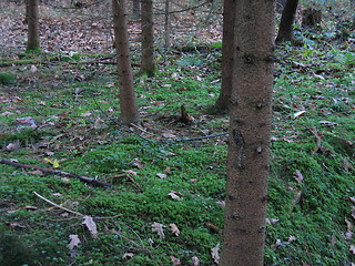 Image showing clear undergrowth