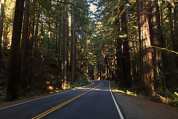 Image showing Redwood Highway