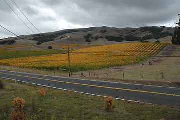 Image showing Vineyard