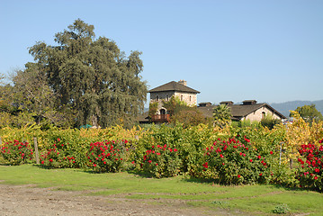 Image showing Winery