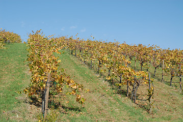 Image showing Grapevines