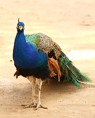 Image showing Peacock