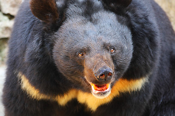 Image showing Black bear