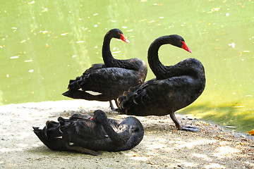 Image showing Black swans