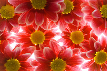 Image showing Red flowers