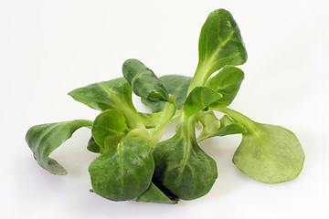 Image showing Field salad