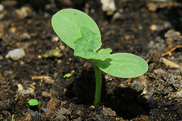 Image showing First seedling growing out of soil