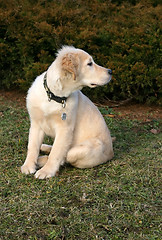 Image showing Golden Retriever Puppy Watching