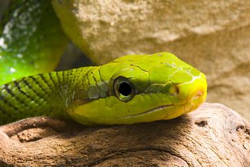 Image showing Red Tailed Racer