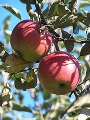 Image showing Apples